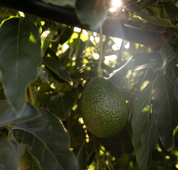 Avocado & Garlic Oil