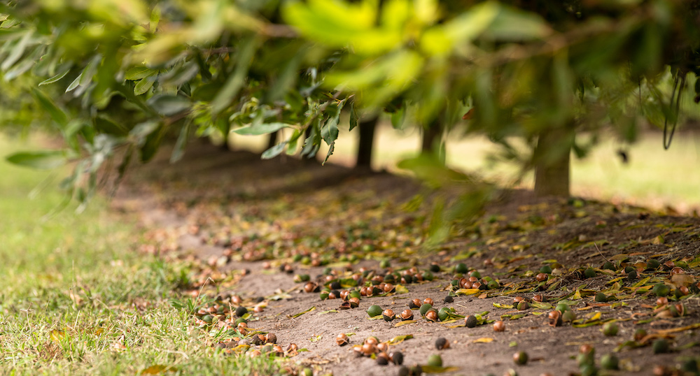 Extra Virgin Macadamia Oil